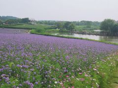 -大塘金香草谷