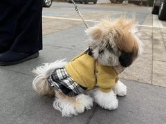 -宠物寄养训练学校