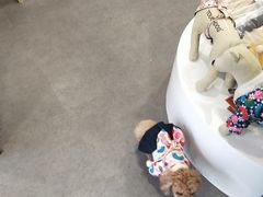 -宠物家(双井店)