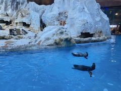 -帝企鹅自助餐厅•儿童岛•真企鹅(长隆企鹅酒店)