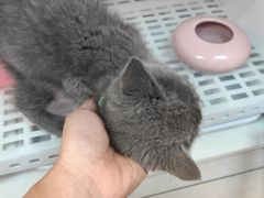-lincat·猫舍(广州店)