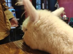 -猫色咖啡·猫咖