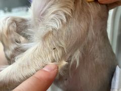 -顺强宠物诊所·狂犬免疫·夜诊·骨科(嘉定店)
