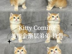-小猫来了·猫舍(红山六九七九店)