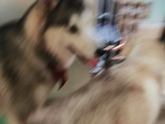 -Husky Go! 哈士奇体验馆·宠物咖啡厅狗咖