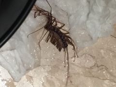 -杭州世外桃源君澜度假酒店