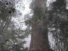 -天目山大树王景区