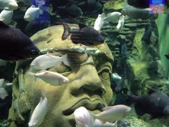 -成都浩海立方海洋公园