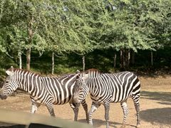 -北京野生动物园