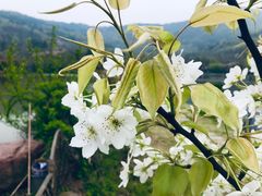 -石塘人家