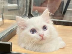 -袖虎·猫馆(体育西路店)