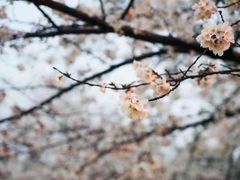 -嘉定紫藤园