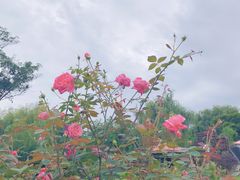 -鹅湖玫瑰文化园