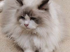 -藏猫猫咖啡主题馆(中央大道店)