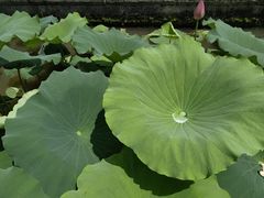 -西湖游船