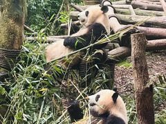 -成都动物园
