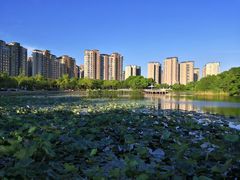 -陈家山荷花公园