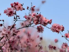 -白塘生态植物园
