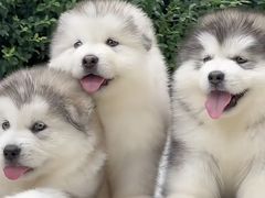 -宠爱多约克夏马尔济斯泰迪小型犬专卖