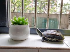 -吴山花鸟城-停车场