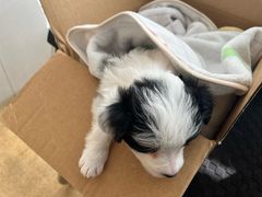 -瑞派宠物医院·犬猫全科·猫友好(宾水西道店)