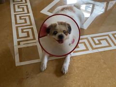 -爱诺耐芙动物医院(万博店)