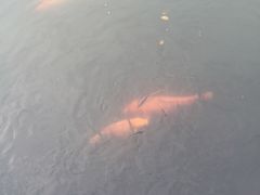 -西湖游船