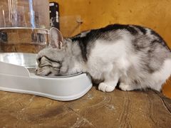 -猫猫幼稚园·撸猫·桌游·电玩