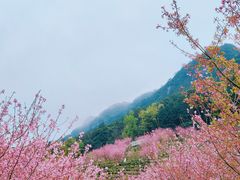 -灵光寺