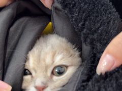 -天使宠物医院·犬猫分诊(彩虹店)