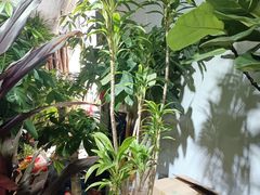 -桂林市花鸟市场