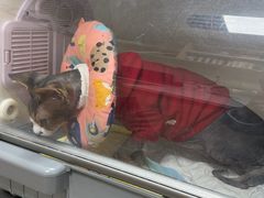 -中农大我爱我爱24h动物医院·中医针灸·猫专科·骨科医疗中心(双井店)