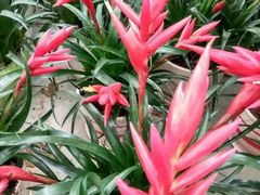 -上海鲜花港