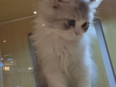 -momokira米努特·德文卷毛猫·棉花面纱犬