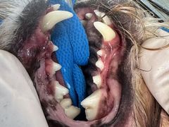 -宠物星动物医院·眼科·异宠·猫科(江南大道总院)