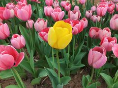 -山东大学(软件园校区)