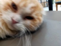 -喵园·猫主题咖啡厅·撸猫·猫咖(国贸店)