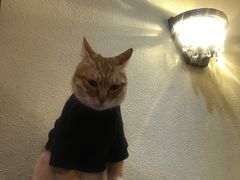 -more than meow吴止猫主题餐厅(承德 中船汇店)