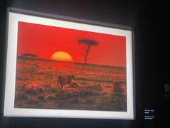 -罗红摄影艺术馆