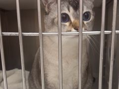 -瑞派康怡24h宠物医院·犬猫医疗中心·微创绝育(瑞景分院)