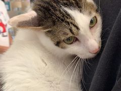 -瑞派康怡24h宠物医院·犬猫医疗中心·微创绝育(瑞景分院)