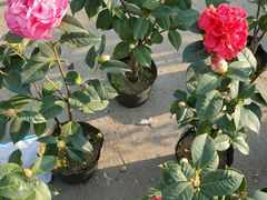 -李村大集