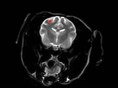 -欧奕国际动物医院