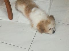 -瑞派福兴宠物医院犬猫全科·骨科·中西医结合(河东店)