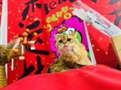 -爱洗澡的猫(望京店)