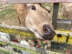 -田园东方蜜桃村的田野营地
