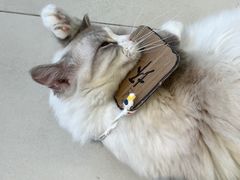 -怪兽屋·羊驼·猫咖·狗咖(俊华广场店)