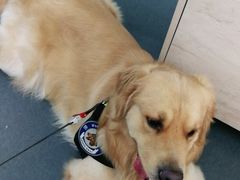 -爱侣宠医·鹦鹉专科·小型哺乳类·异宠专科(灵石路店)