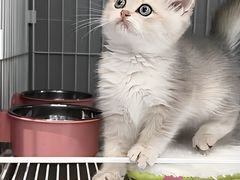 -翊宠yipet猫狗购宠庄园犬舍•猫舍