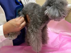 -北京观赏动物医院·24小时大型综合·猫专科·异宠专科